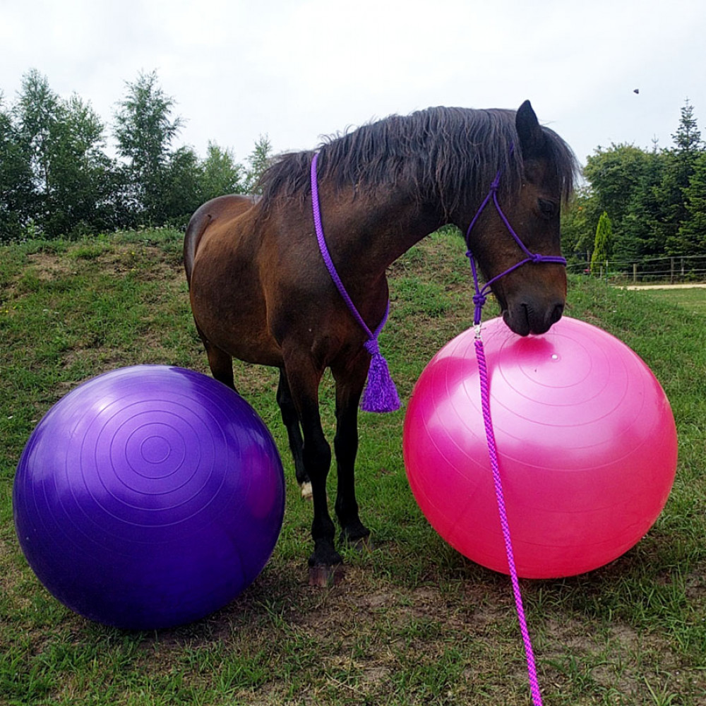 Reductor Geniet Onleesbaar Grote paardenvoetbal, diverse kleuren en maten - bal